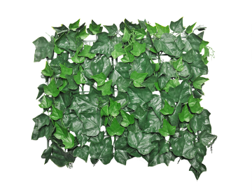 Hedera